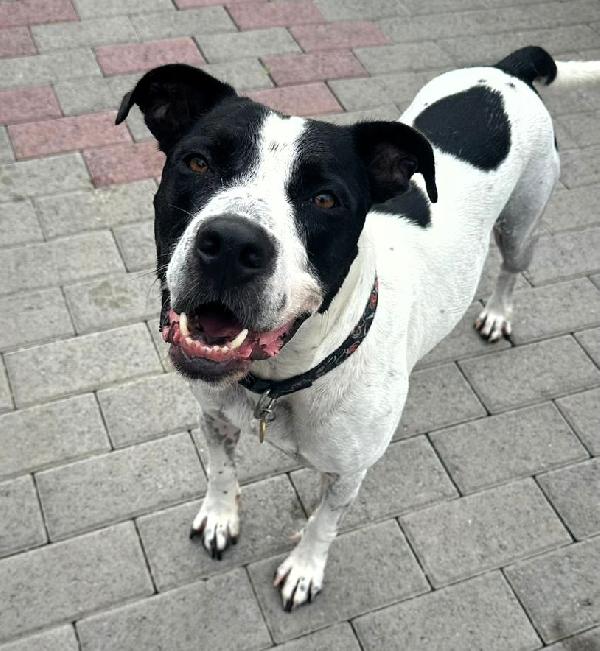 BLACK GENTILCANE Foto 5